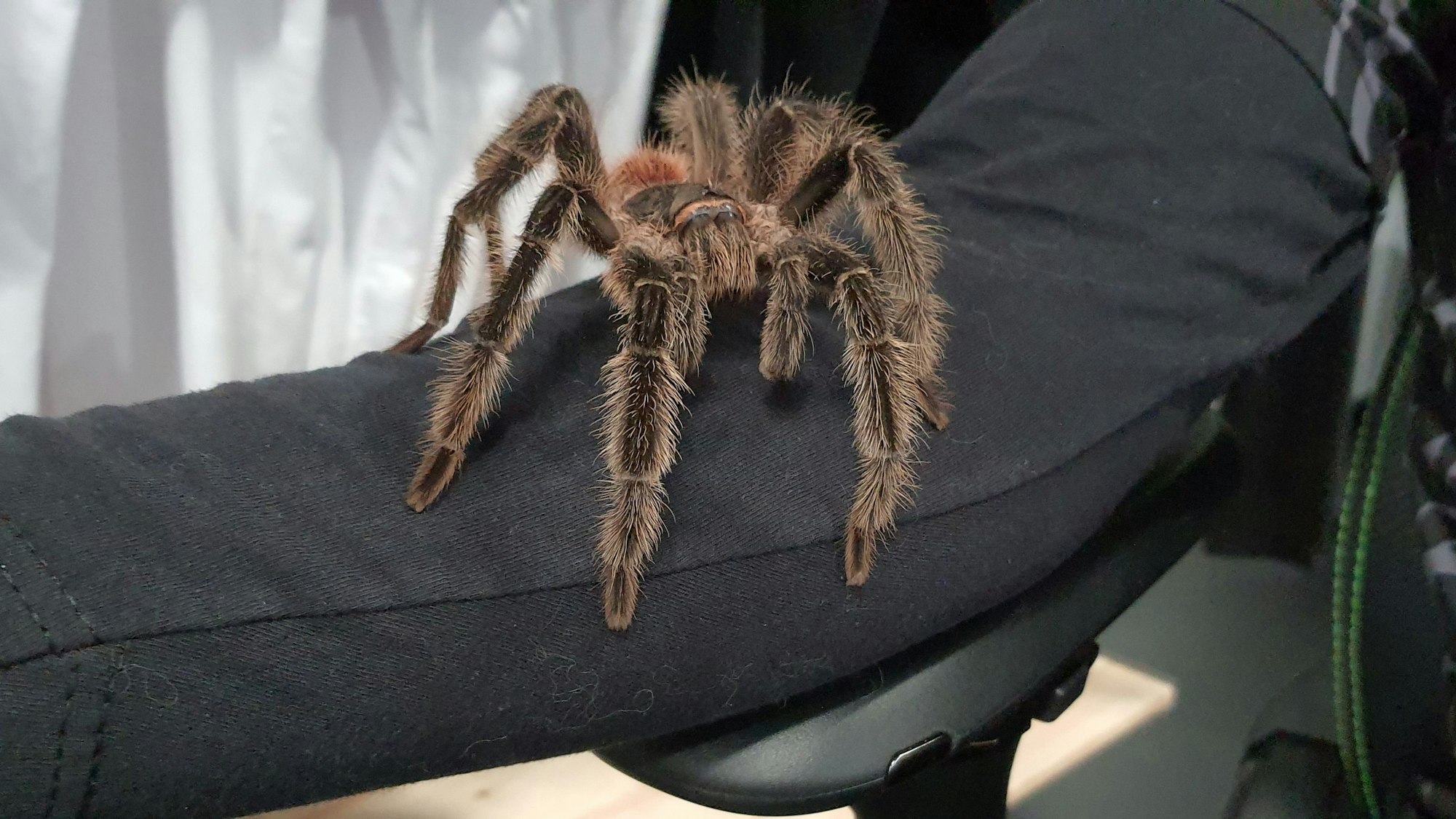 Auf Deniz Soruklu sitzt eine männliche brasilianische Riesenvogelspinne. Sie ist faustgroß, braun und haarig.