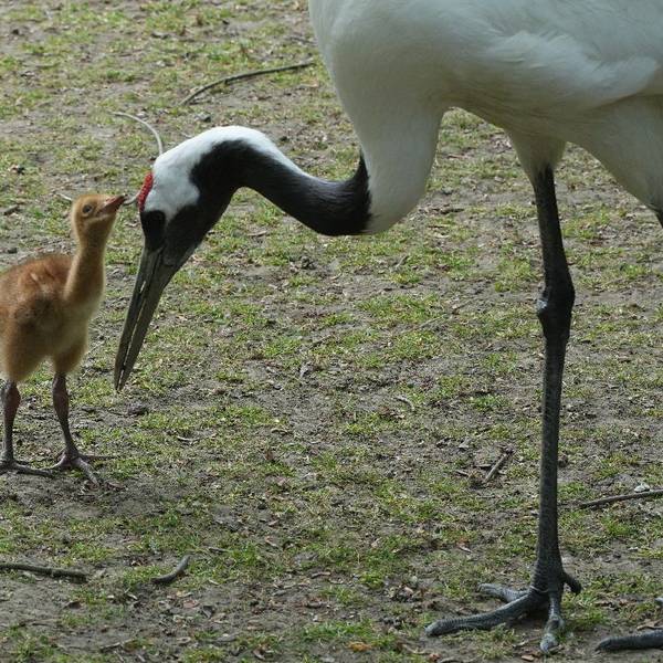 Eines der neugeborenen Schneekranich-Küken im Kölner Zoo.