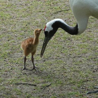 Eines der neugeborenen Schneekranich-Küken im Kölner Zoo.