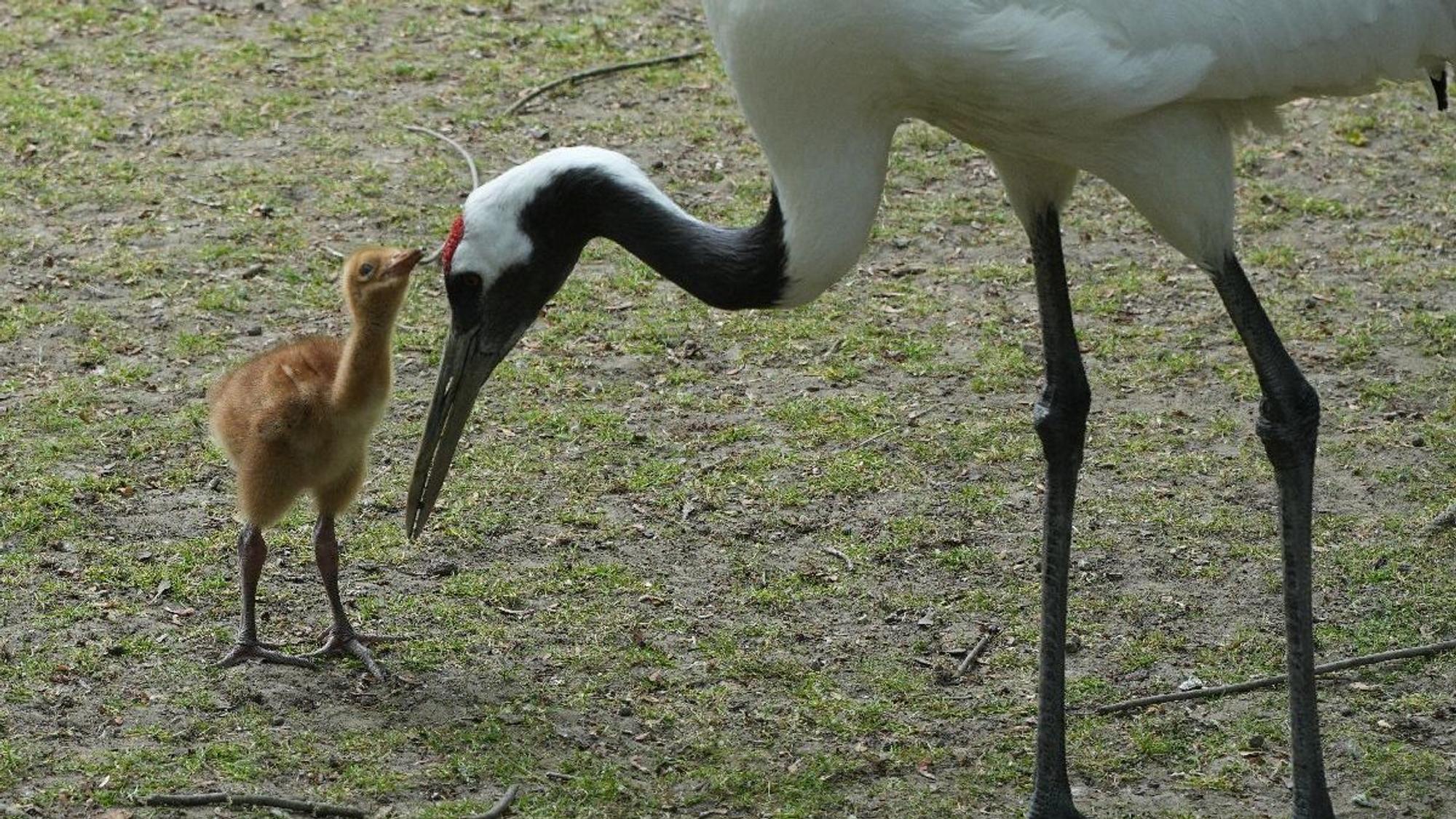 Eines der neugeborenen Schneekranich-Küken im Kölner Zoo.