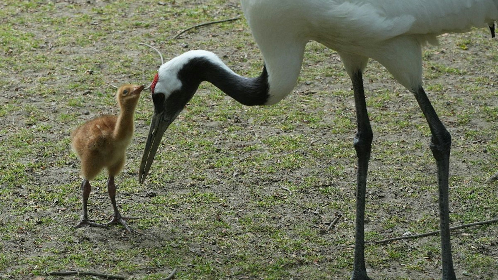 Eines der neugeborenen Schneekranich-Küken im Kölner Zoo.