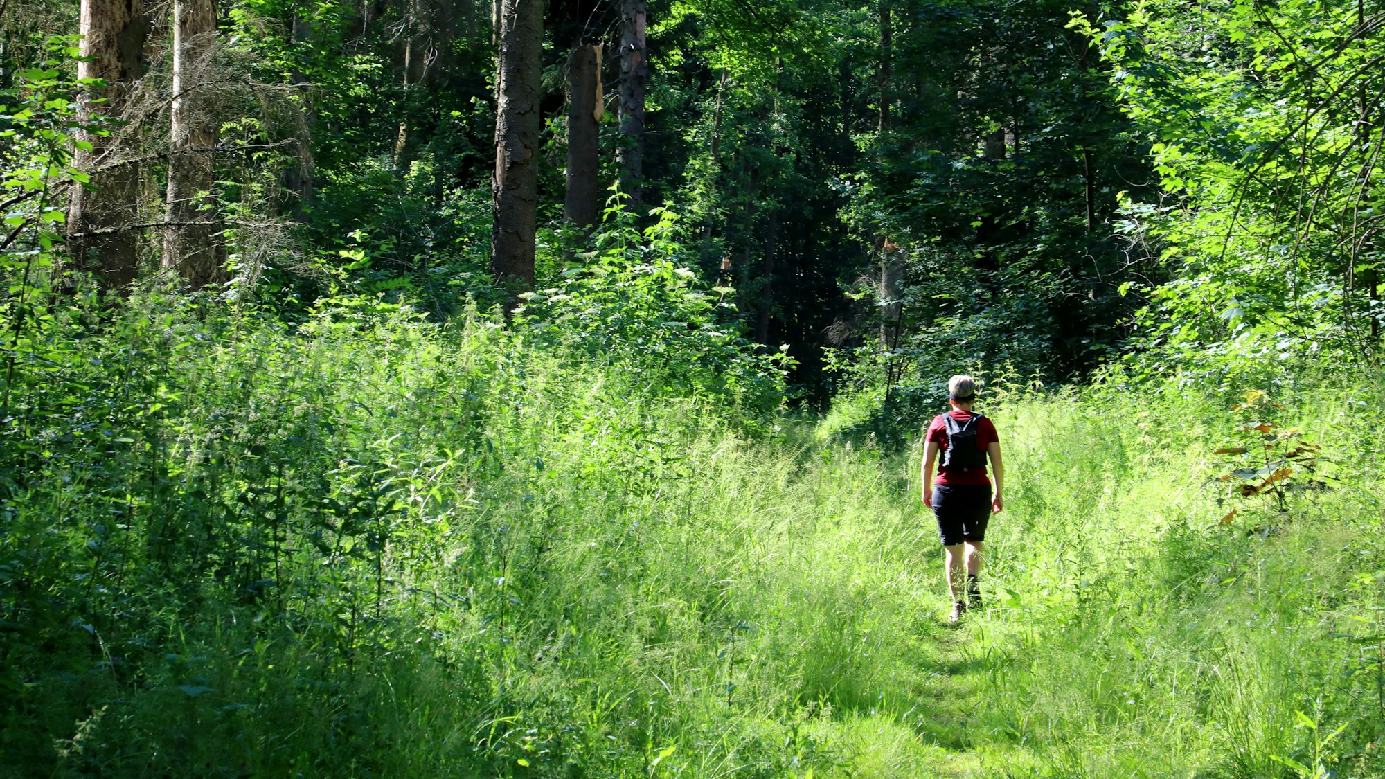 Eine Wanderin im grünen Wald.