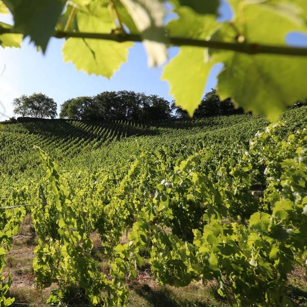 Zwischen den Weinbergen und dem Rhein führt eine Wanderung im August entlang.