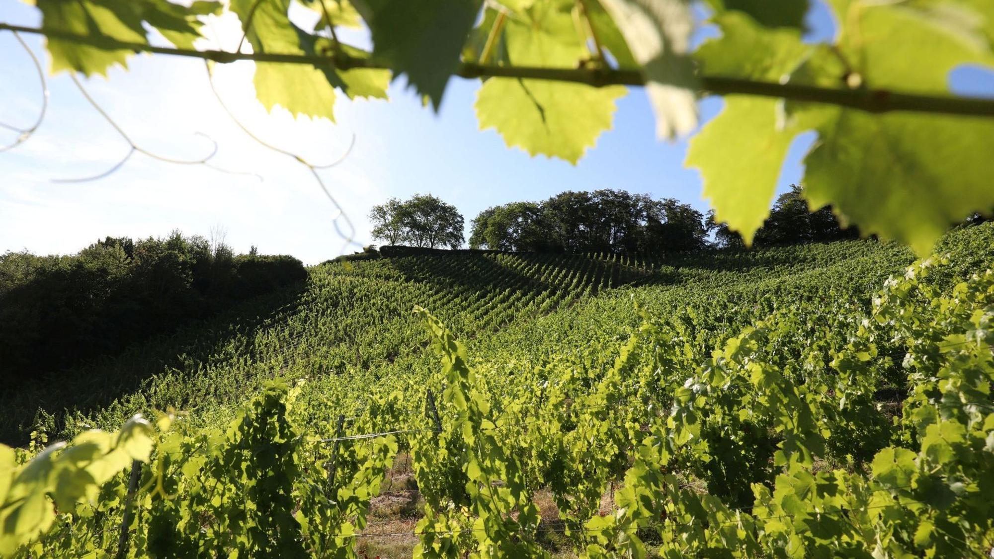 Zwischen den Weinbergen und dem Rhein führt eine Wanderung im August entlang.