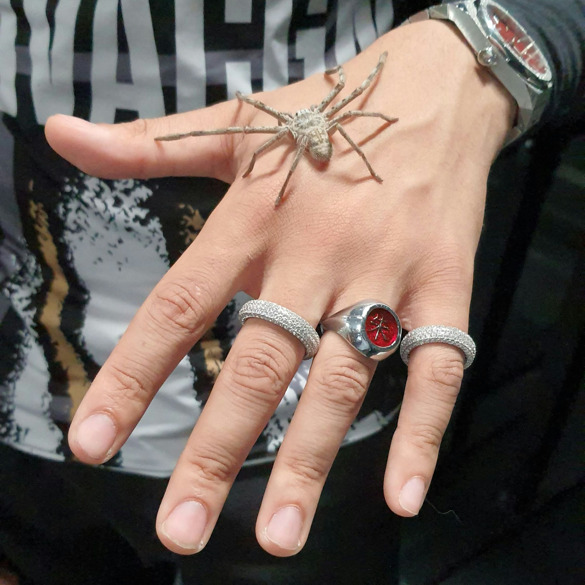 Deniz Soruklu hält eine australische Jagdspinne auf der ausgestreckten Hand. Sie ist hell, zärtlich und circa fünf Zentimeter groß.