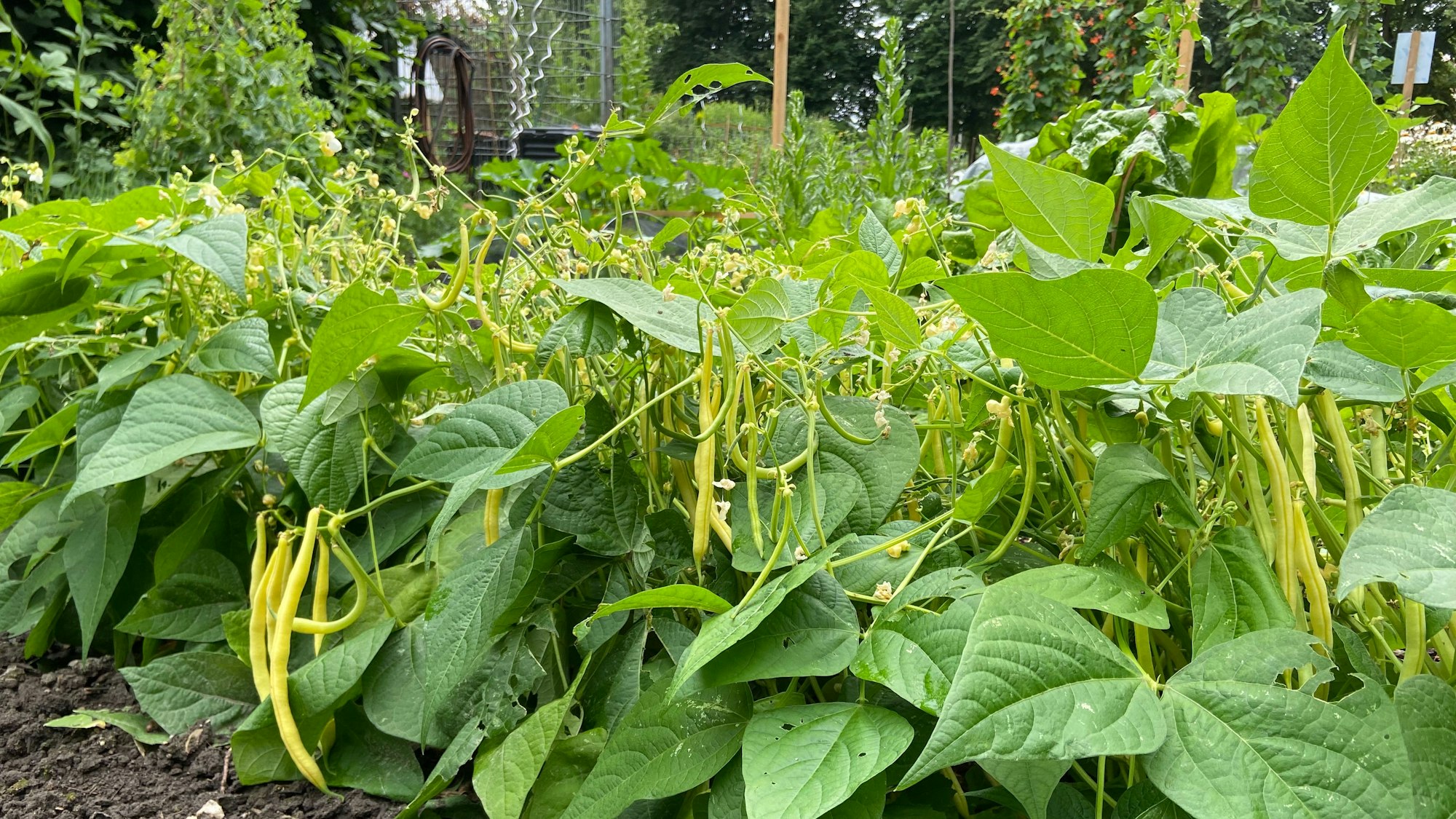 Bohnenpflanzen mit langen, gelben Früchten wachsen auf einer Parzelle in der alten Schlossgärtnerei.