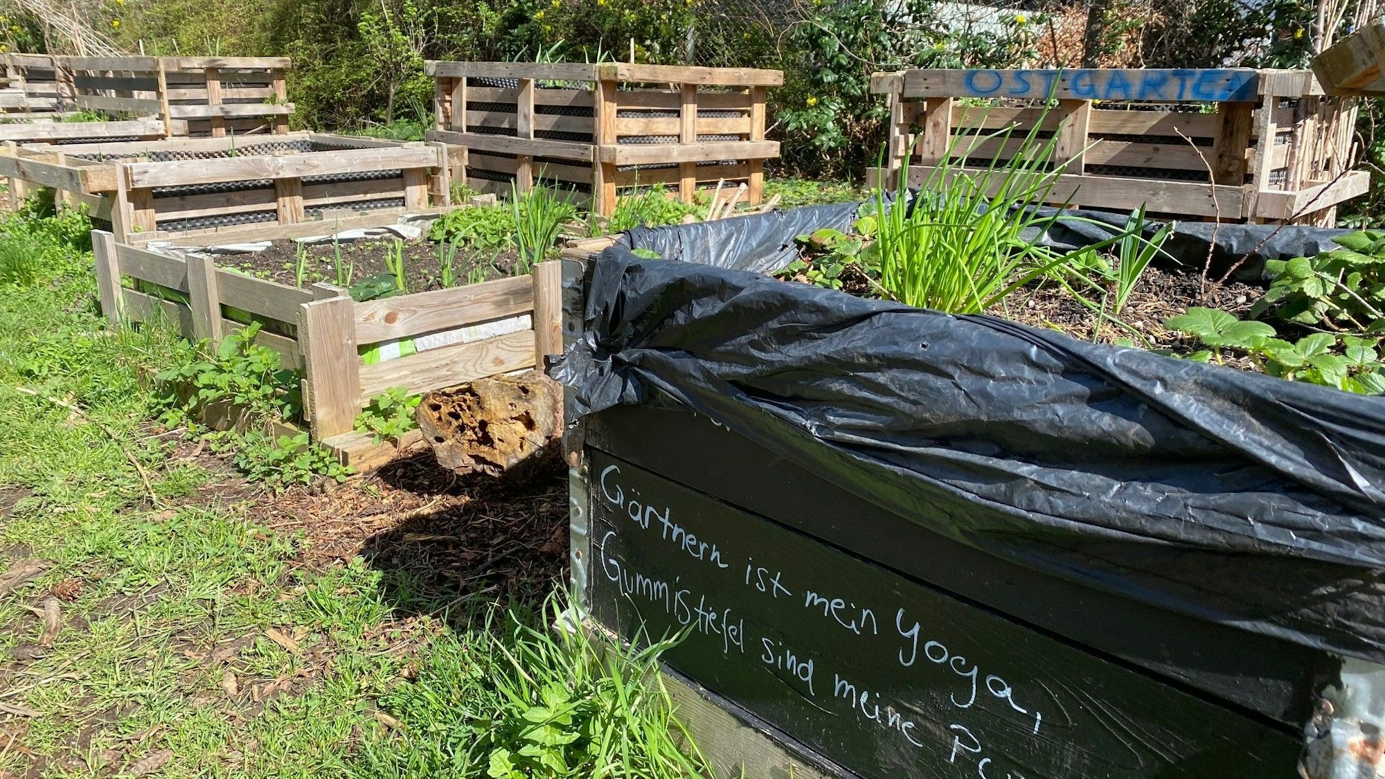 Hochbeete aus Holzpaletten stehen in zwei Reihen. In Ihnen wachsen bereits verschiedene Pflanzen.