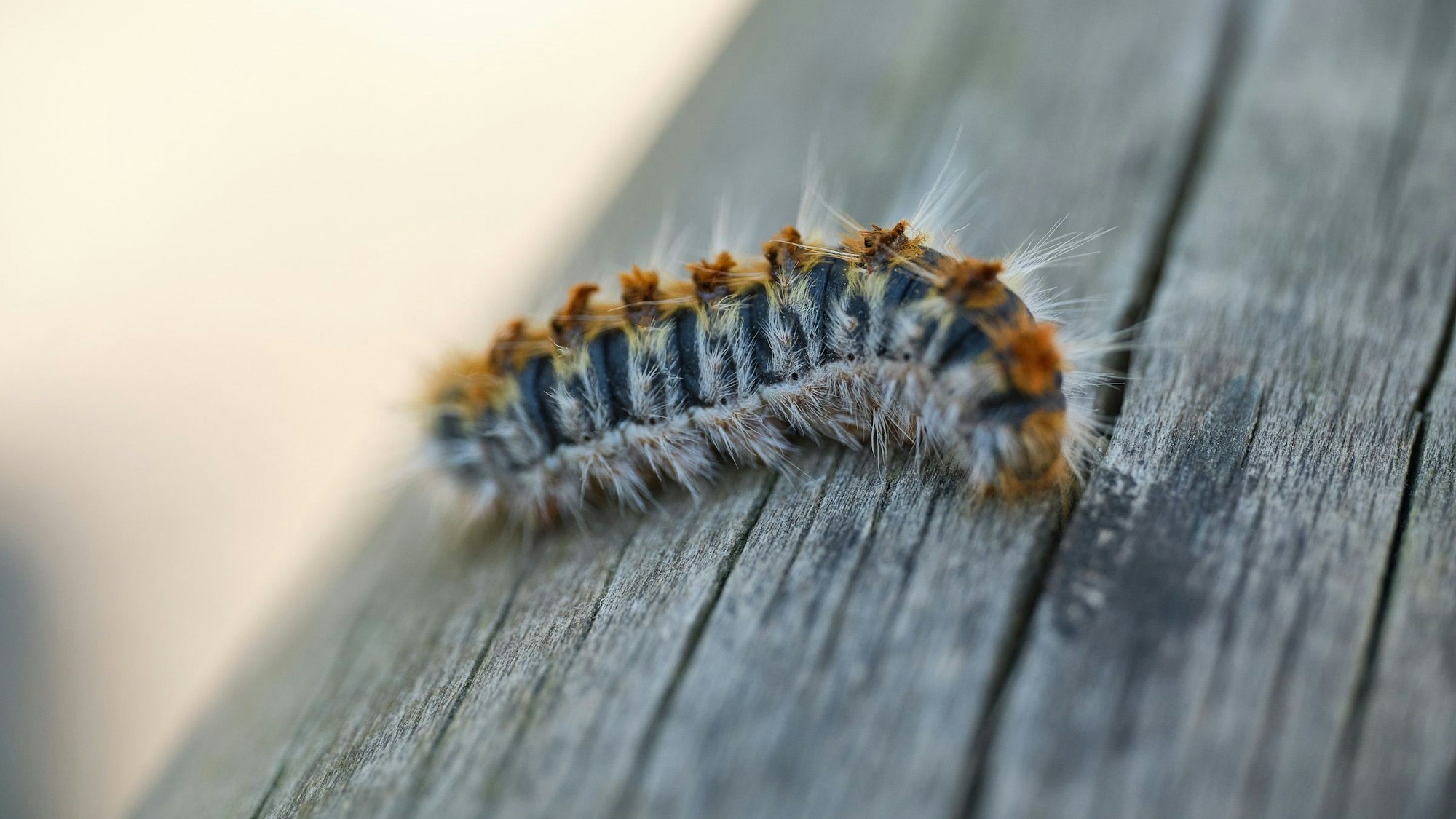 Das Foto zeigt die Raupe eines Eichenprozessionsspinners.