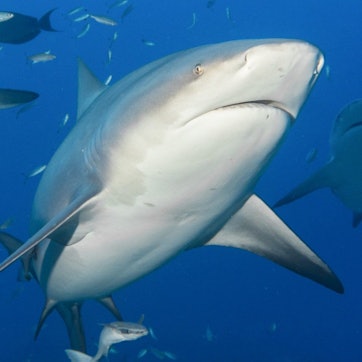 Ein Hai, hier zu sehen ein Bullenhai, schwimmt zwischen anderen Fischen. Im ägyptischen Badeort Hurghada ist ein Mann von einem Hai attackiert worden, der Mann starb an seinen Verletzungen. (Symbolbild)