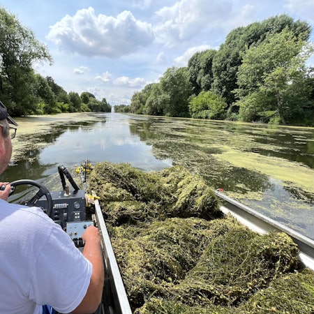 Ein Mann steuert ein Boot, neben ihm sind Wasserpflanzen zu sehen, die er aus dem Teich geholt hat, auf dem er bei strahlendem Sonnenschein unterwegs ist.