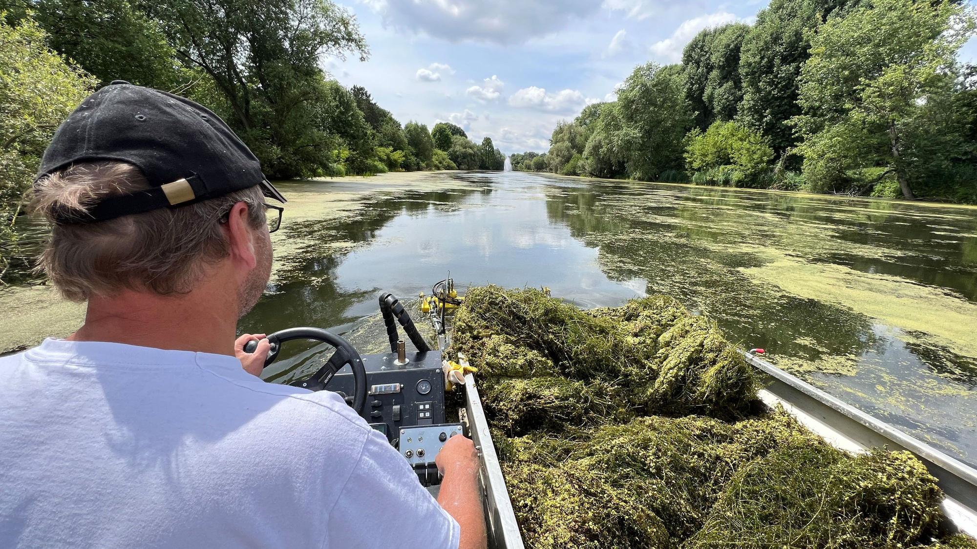 Ein Mann steuert ein Boot, neben ihm sind Wasserpflanzen zu sehen, die er aus dem Teich geholt hat, auf dem er bei strahlendem Sonnenschein unterwegs ist.
