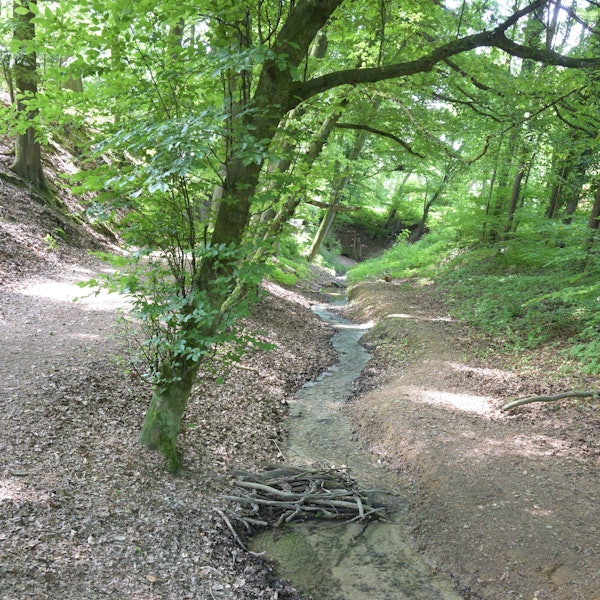 Der Osenauer Bach schlängelt beschaulich sich durch den Wald.