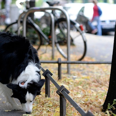 Hund schnüffelt an einer Baumscheibe.