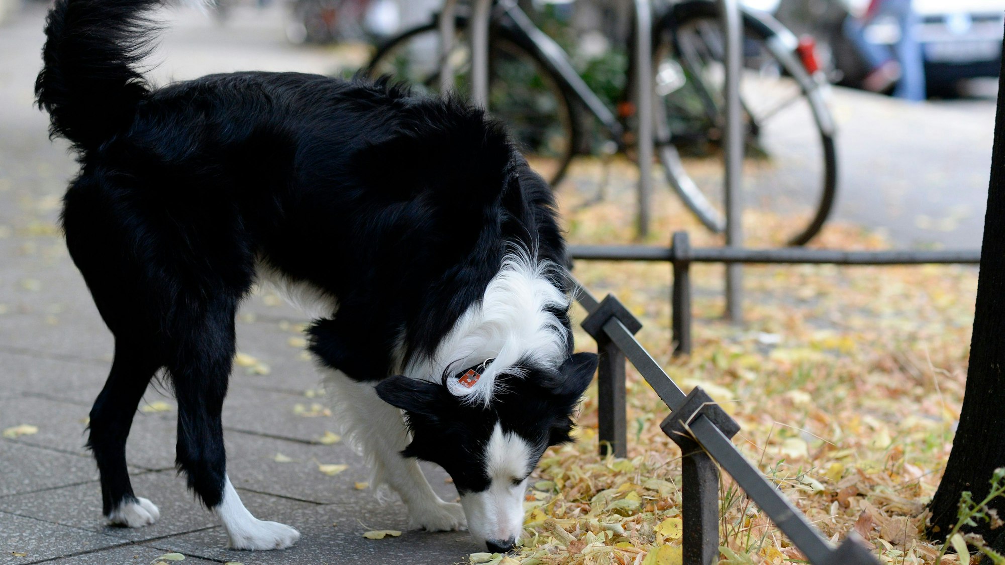 Hund schnüffelt an einer Baumscheibe.