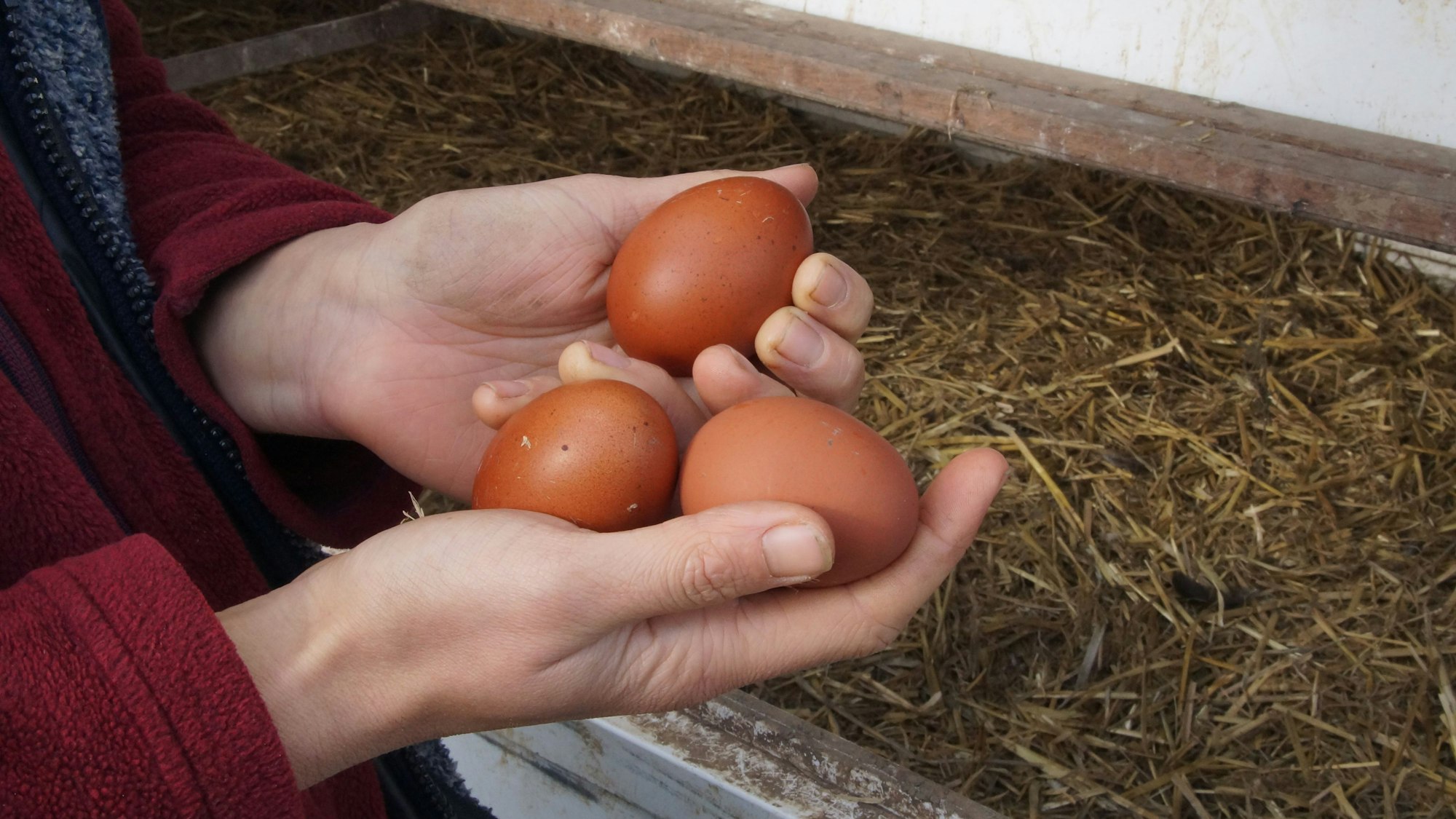 Eine Frau hält drei Eier in der Hand, die sie frisch aus dem Gehege der Hennen geholt hat.
