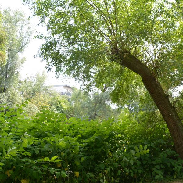 Ein Baum.