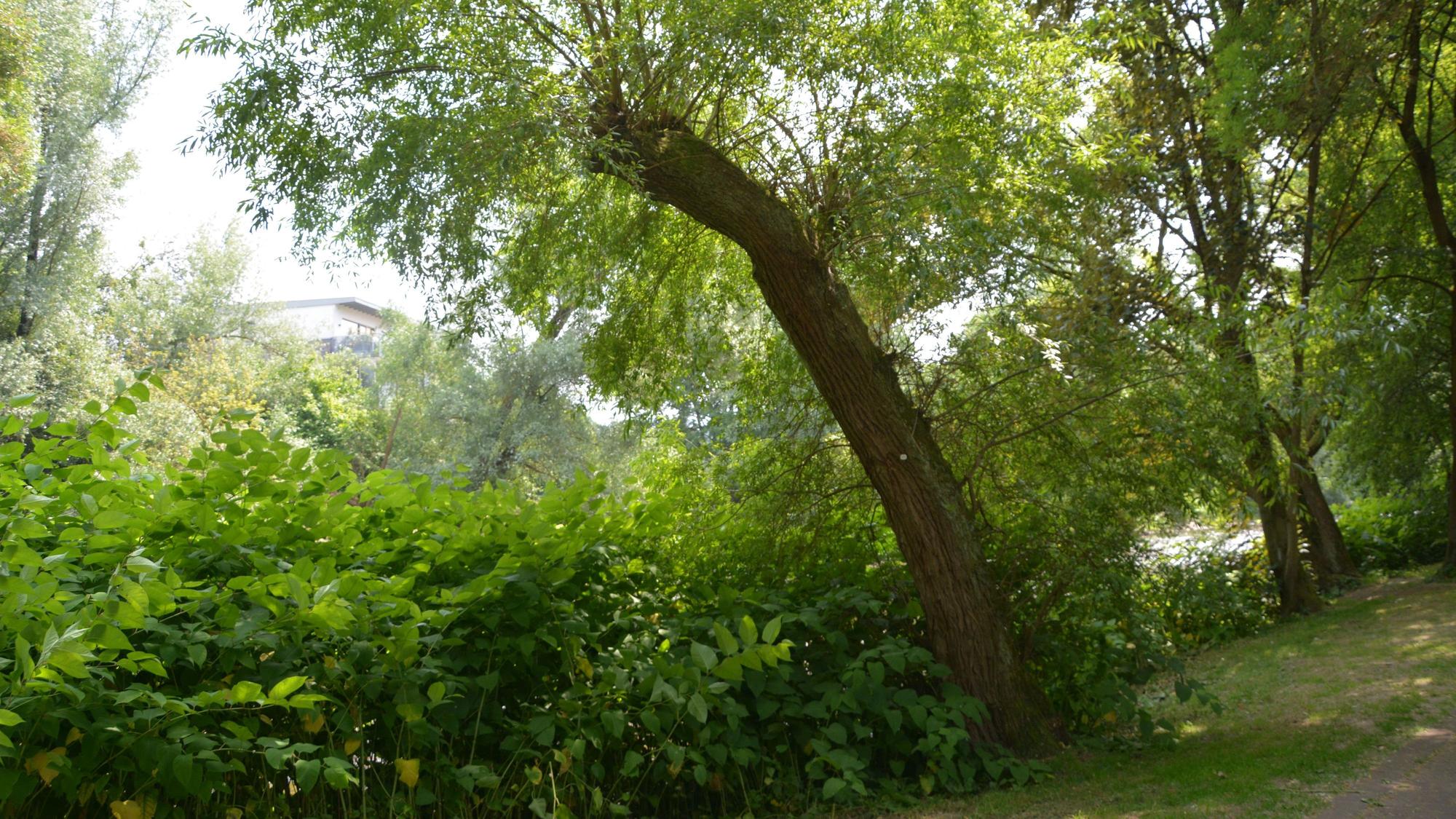 Ein Baum.
