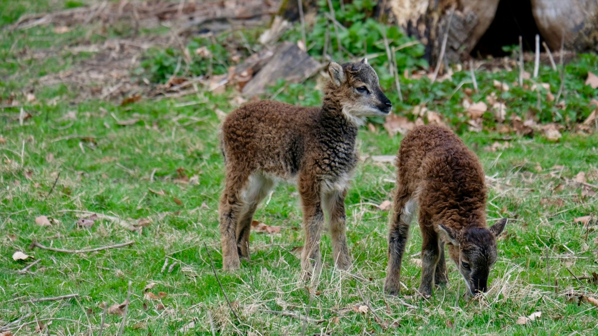 Zwei Schafe im Lindenthaler Tierpark