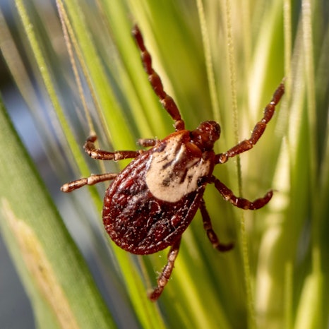 Eine Zecke klettert auf einem Grashalm hinauf.