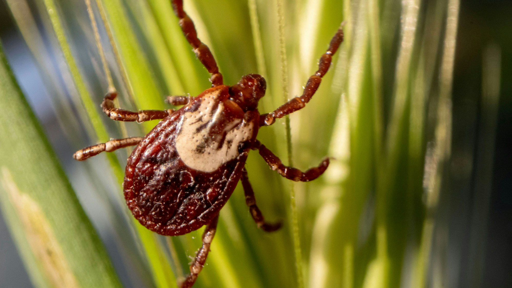 Eine Zecke klettert auf einem Grashalm hinauf.
