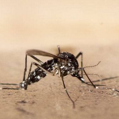 Eine tote Asiatische Tigermücke. In Südeuropa ist sie schon länger heimisch, seit einiger Zeit breitet sie sich auch in Deutschland aus.