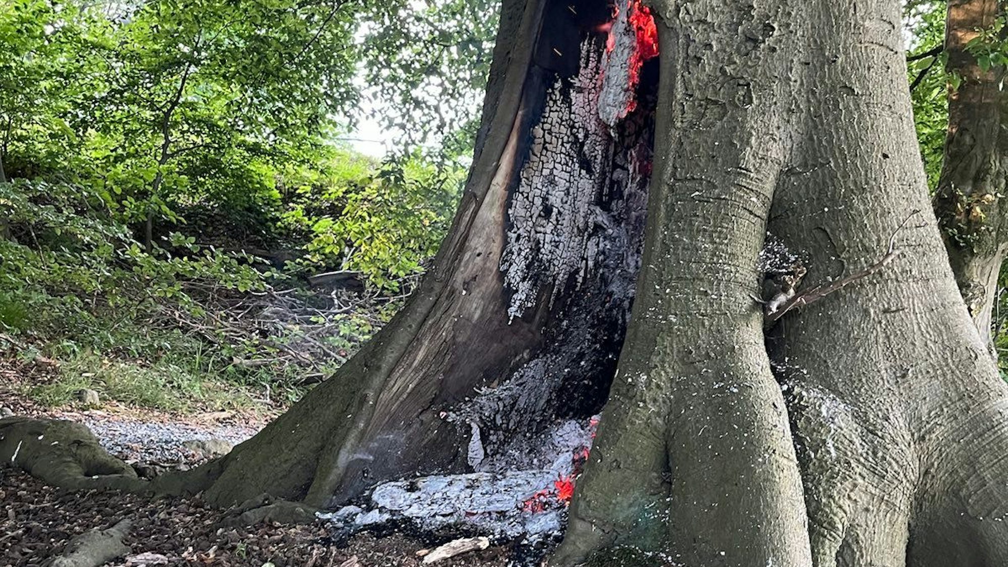 Die verbrannte Buche zwischen dem Trostwald und dem Friedhof Selbach.