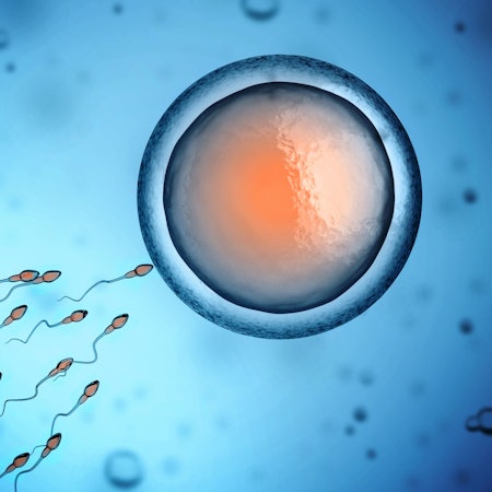 Eine Eizelle wird befruchtet.