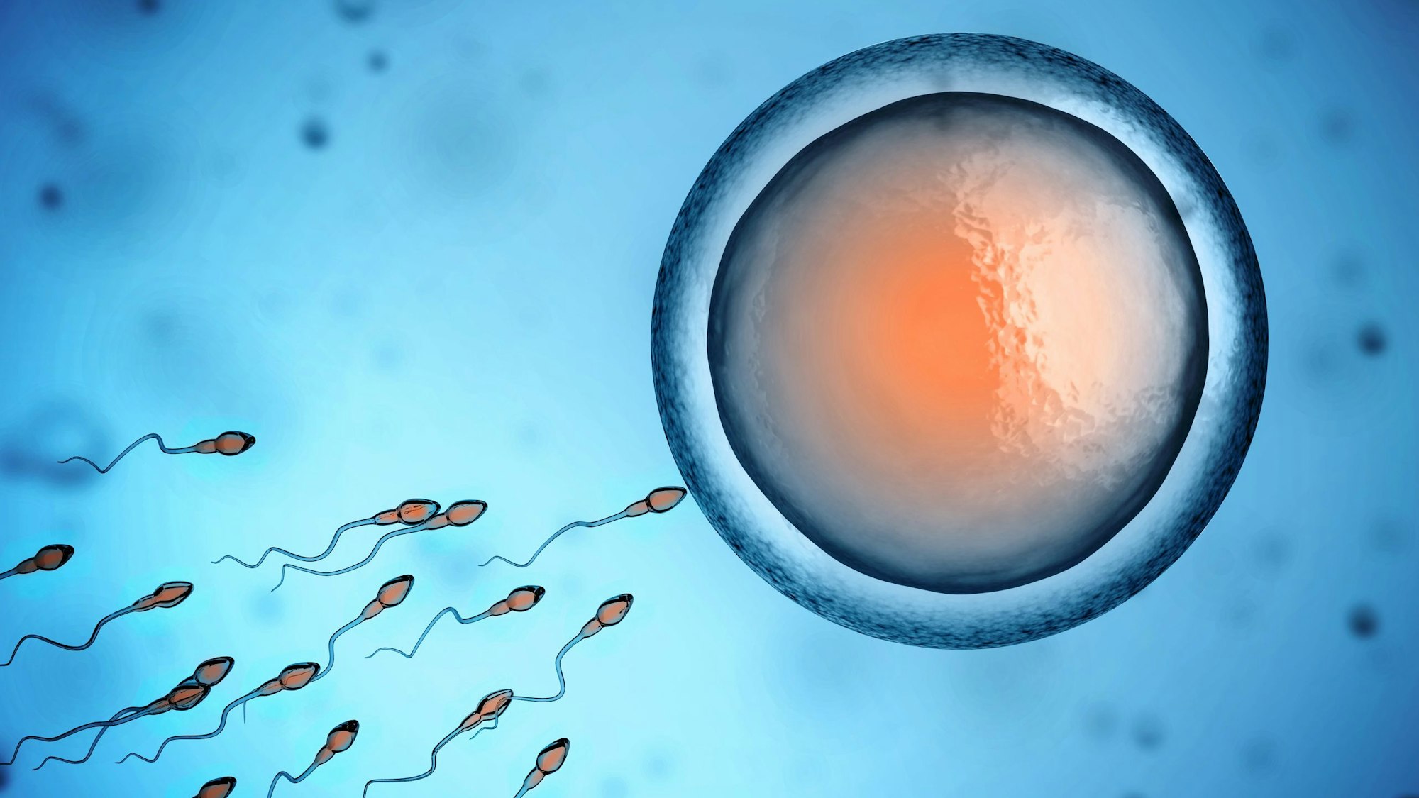 Eine Eizelle wird befruchtet.