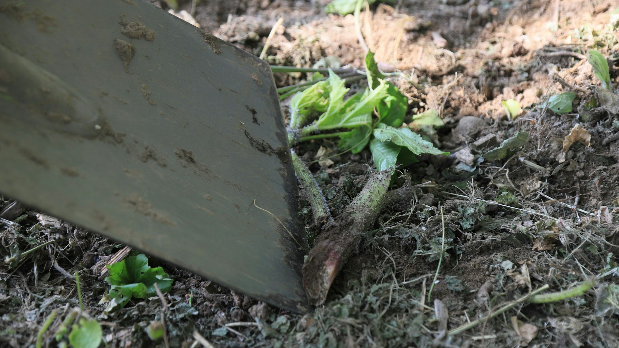 Ein Spaten trennt eine Wurzel ab.