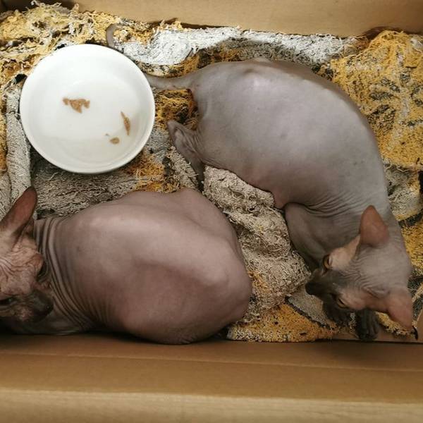 Die beiden Nacktkatzen, die in lebensbedrohlichem Zustand gefunden wurden, haben kurz vorher Junge geworfen.