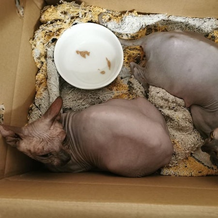 Die beiden Nacktkatzen, die in lebensbedrohlichem Zustand gefunden wurden, haben kurz vorher Junge geworfen.