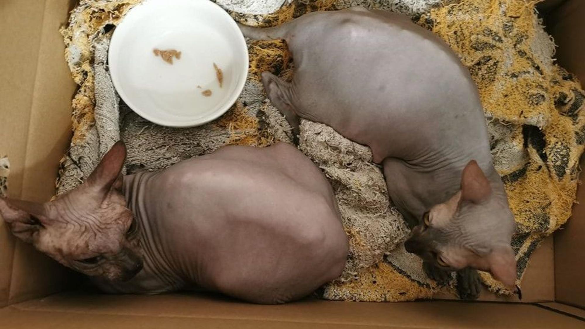 Die beiden Nacktkatzen, die in lebensbedrohlichem Zustand gefunden wurden, haben kurz vorher Junge geworfen.