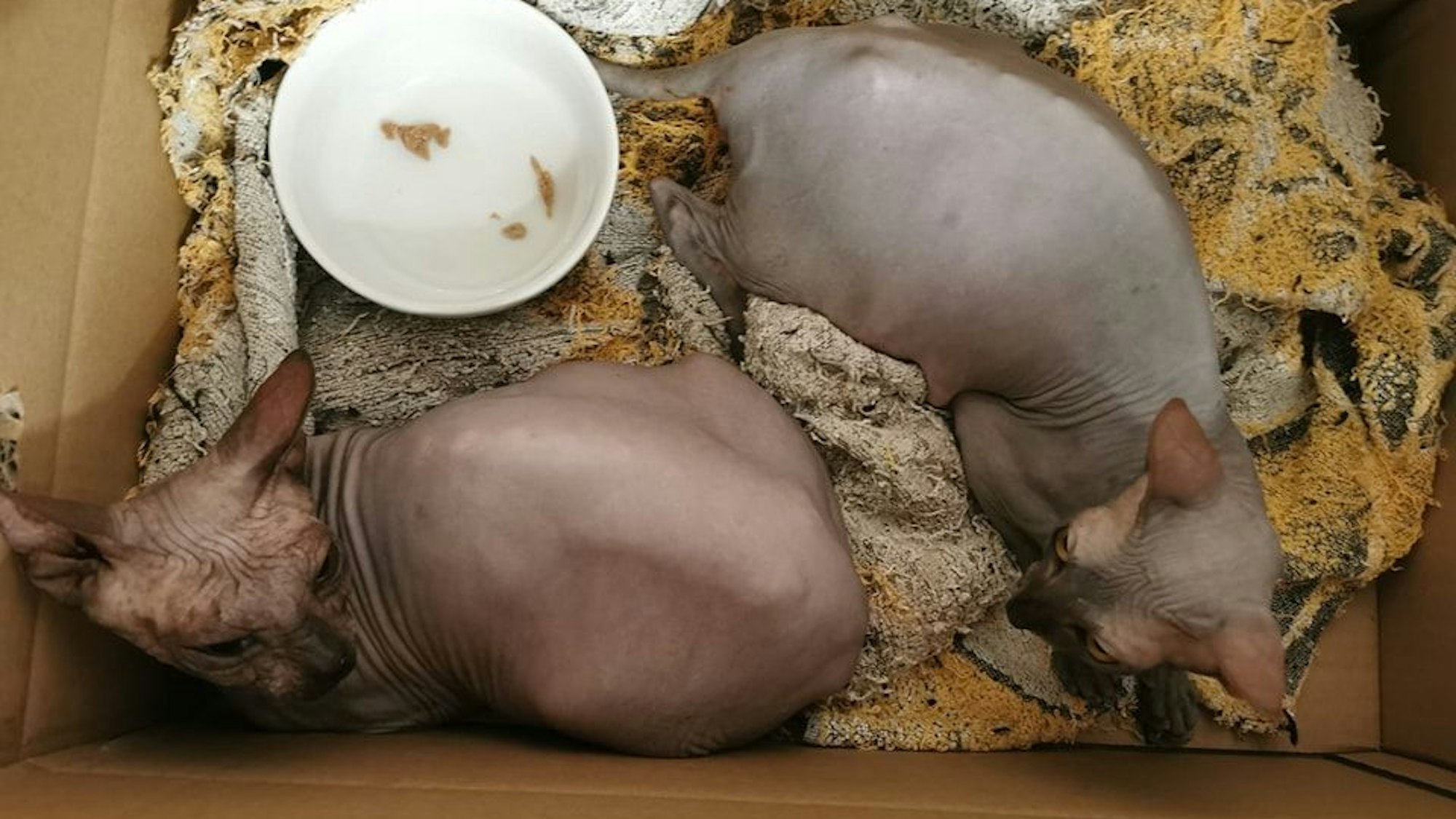 Die beiden Nacktkatzen, die in lebensbedrohlichem Zustand gefunden wurden, haben kurz vorher Junge geworfen.