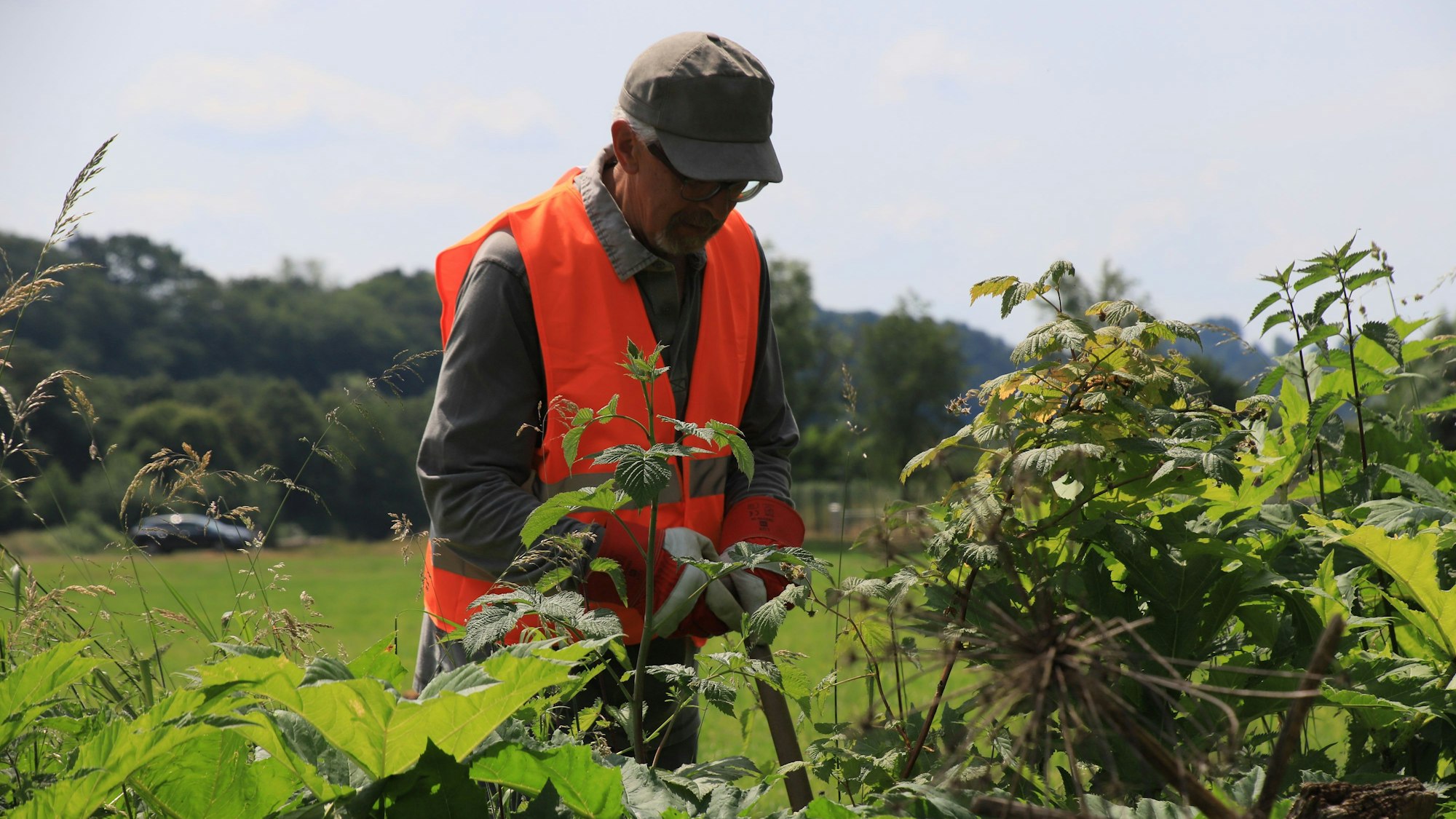 Ein Mann mit Warnweste schneidet Sträucher.
