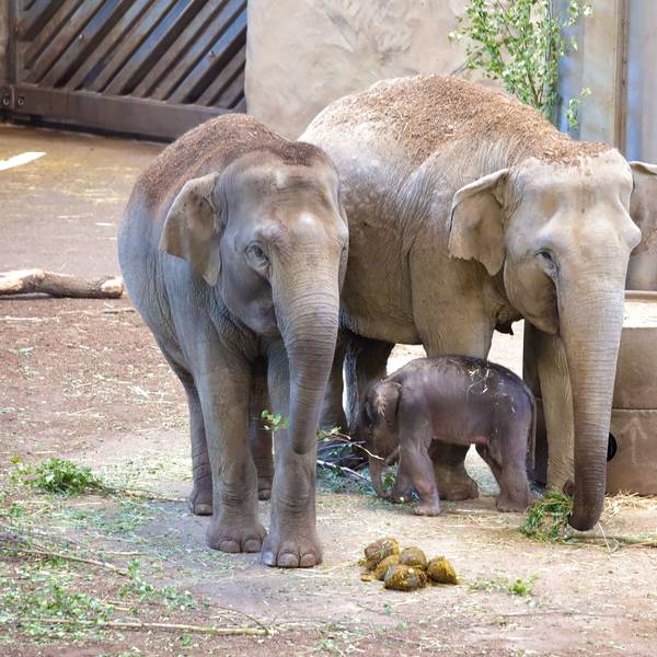 Der Babyelefant mit zwei erwachsenen Tieren