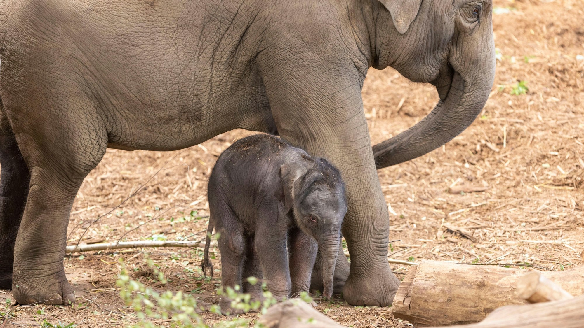 Das kleine Elefanten-Jungtier, das im Juni in Köln zur Welt kam.