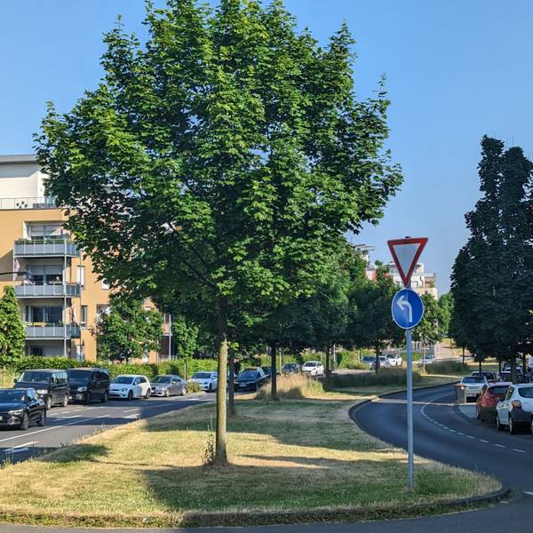 Ahornbäume auf dem Grünstreifen in der Mitte des Hürther Bogens.