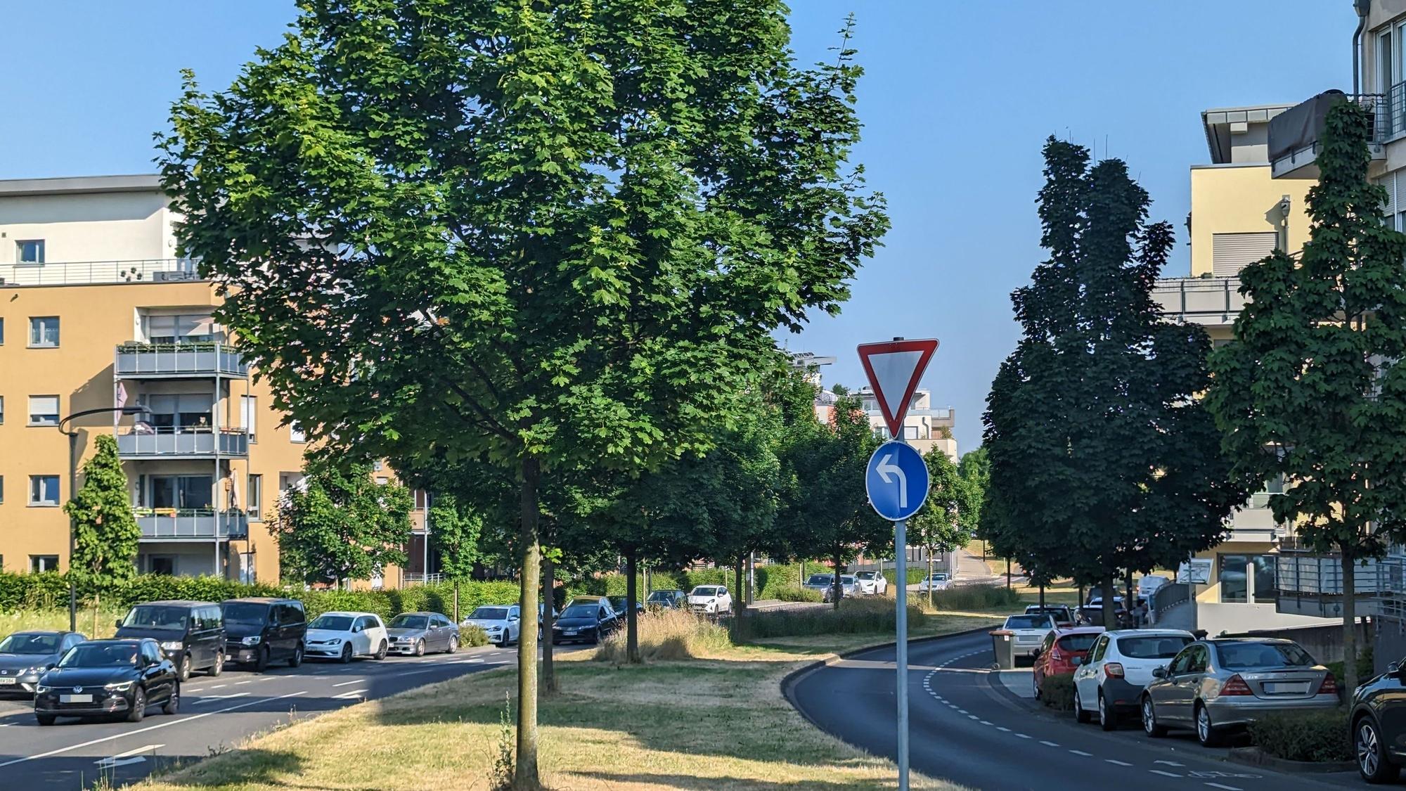 Ahornbäume auf dem Grünstreifen in der Mitte des Hürther Bogens.