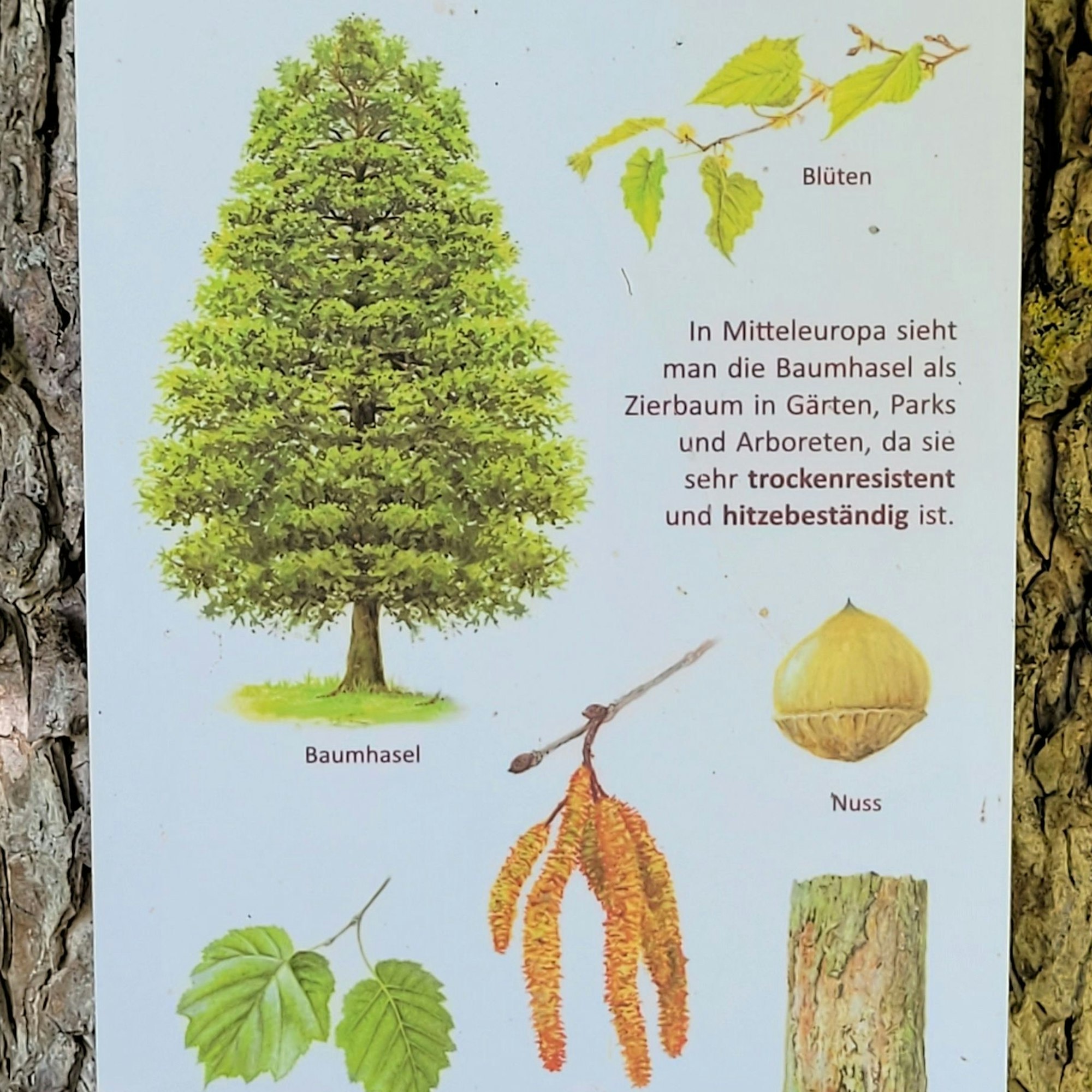 Das Bild zeigt eine der Informationstafeln auf dem Baumlehrpfad. Hier werden Infos zur Baumhasel vermittelt.