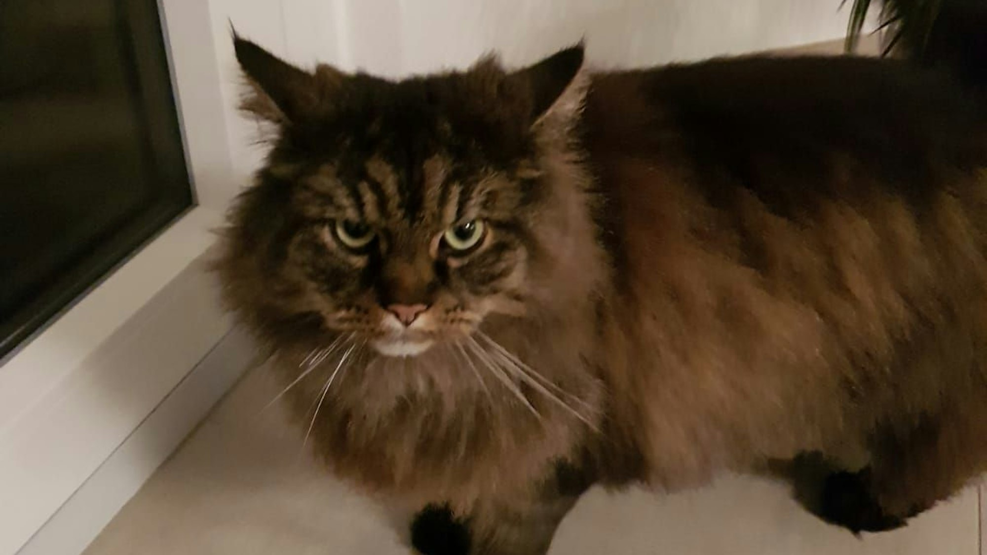 Ein dunkelbrauner sehr felliger Kater schaut in die Kamera.