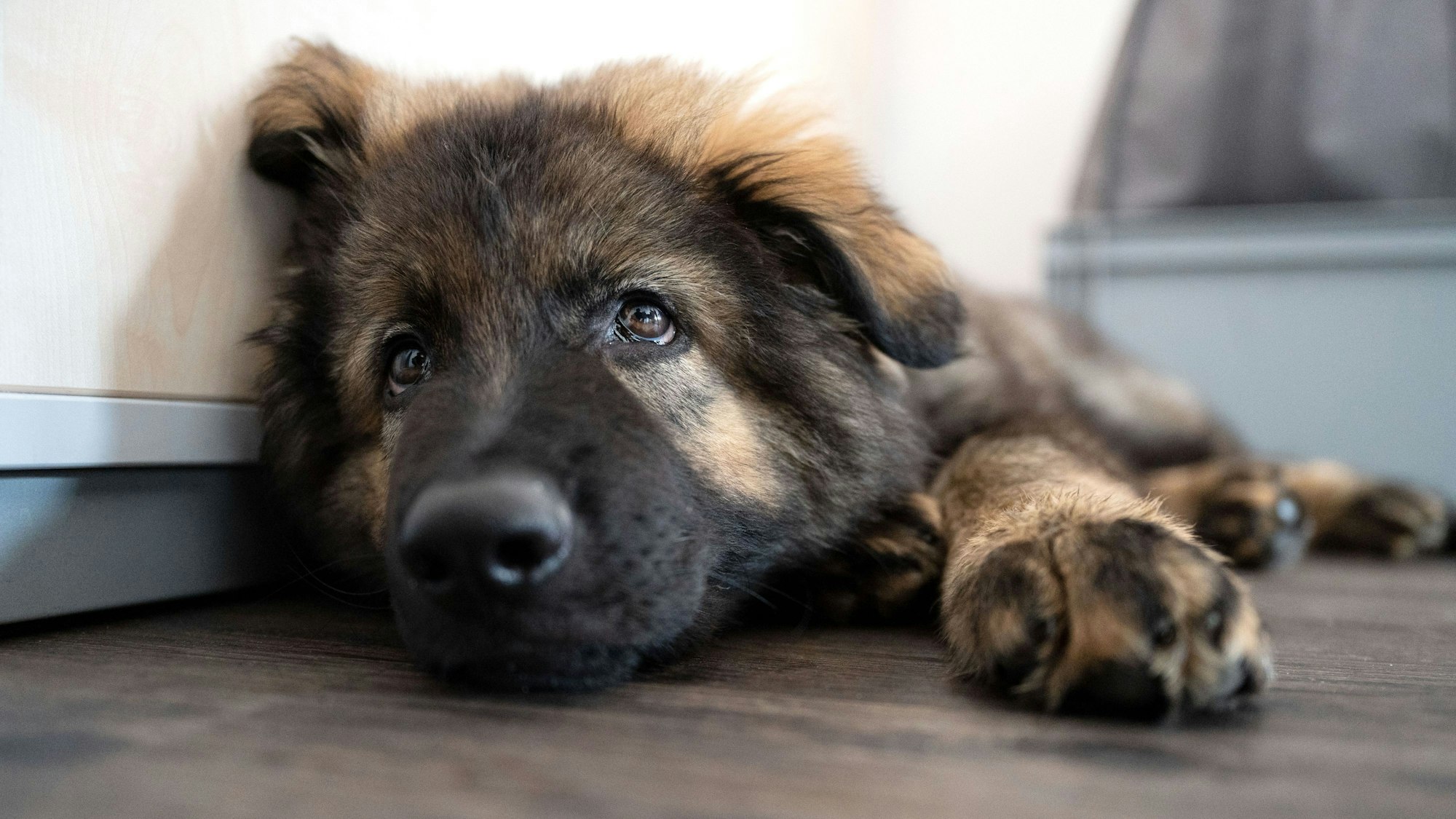 Schäferhund-Welpe „Al Capone“ liegt in einem Büro der Bewährungshilfe Stuttgart e.V. (Symbolbild)