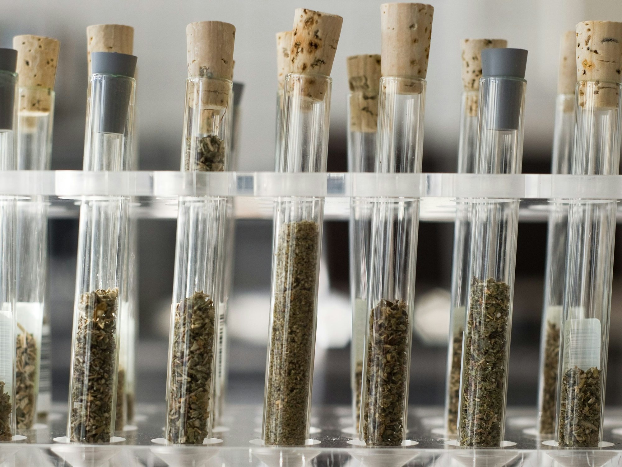 Reagenzgläser gefüllt mit neuen psychoaktiven Substanzen, auch Legal Highs genannt, stehen im Labor des rheinland-pfälzischen Landeskriminalamtes (LKA) auf einem Tisch.