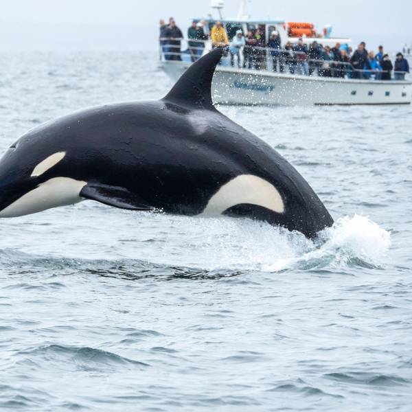 Ein Orca in der Nähe eines Schiffs vor der Küste von Kalifornien. Die Orcas in spanischen Gewässern sind kleiner als ihre nordamerikanischen Verwandten. In den letzten Jahren ist es zu hunderten Angriffen auf Boote gekommen. (Archivbild)
