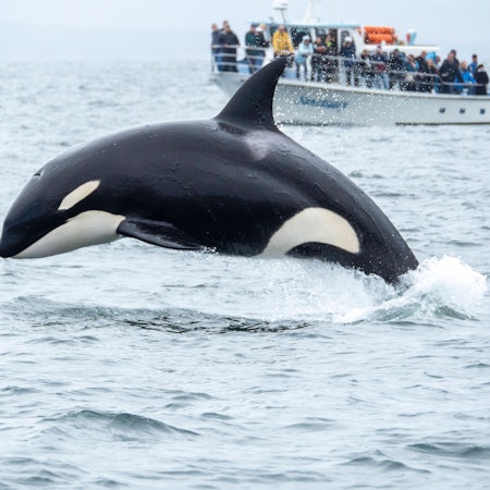 Ein Orca in der Nähe eines Schiffs vor der Küste von Kalifornien. Die Orcas in spanischen Gewässern sind kleiner als ihre nordamerikanischen Verwandten. In den letzten Jahren ist es zu hunderten Angriffen auf Boote gekommen. (Archivbild)