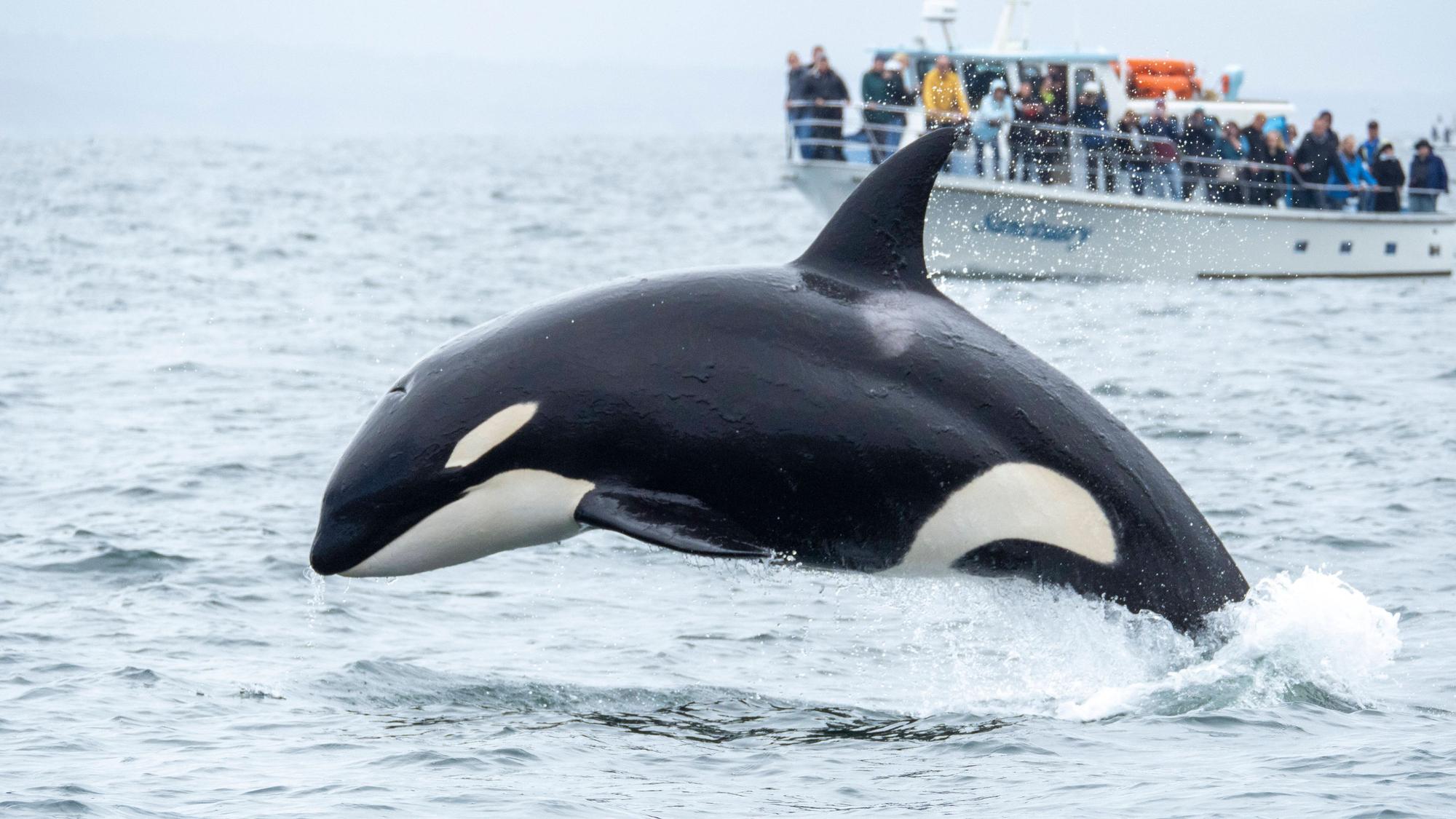 Ein Orca in der Nähe eines Schiffs vor der Küste von Kalifornien. Die Orcas in spanischen Gewässern sind kleiner als ihre nordamerikanischen Verwandten. In den letzten Jahren ist es zu hunderten Angriffen auf Boote gekommen. (Archivbild)