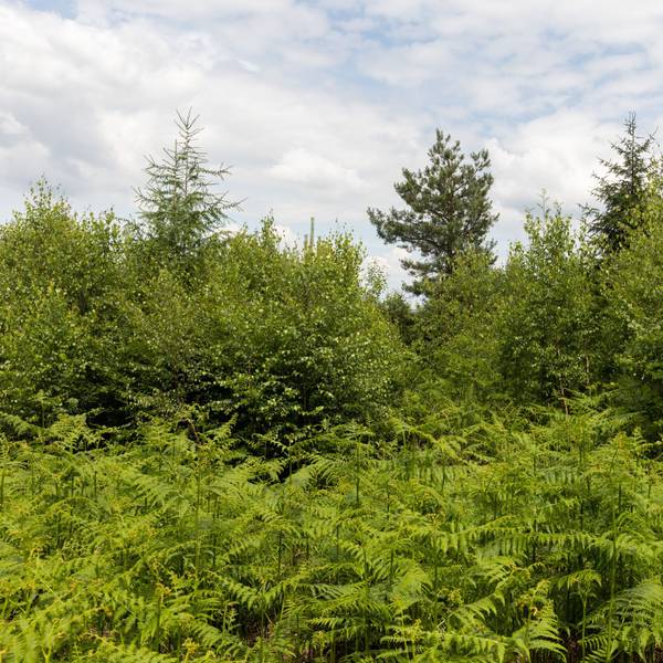 Mischwald – viele verschiedene Bäume wachsen im Nutscheid. (Symbolbild)