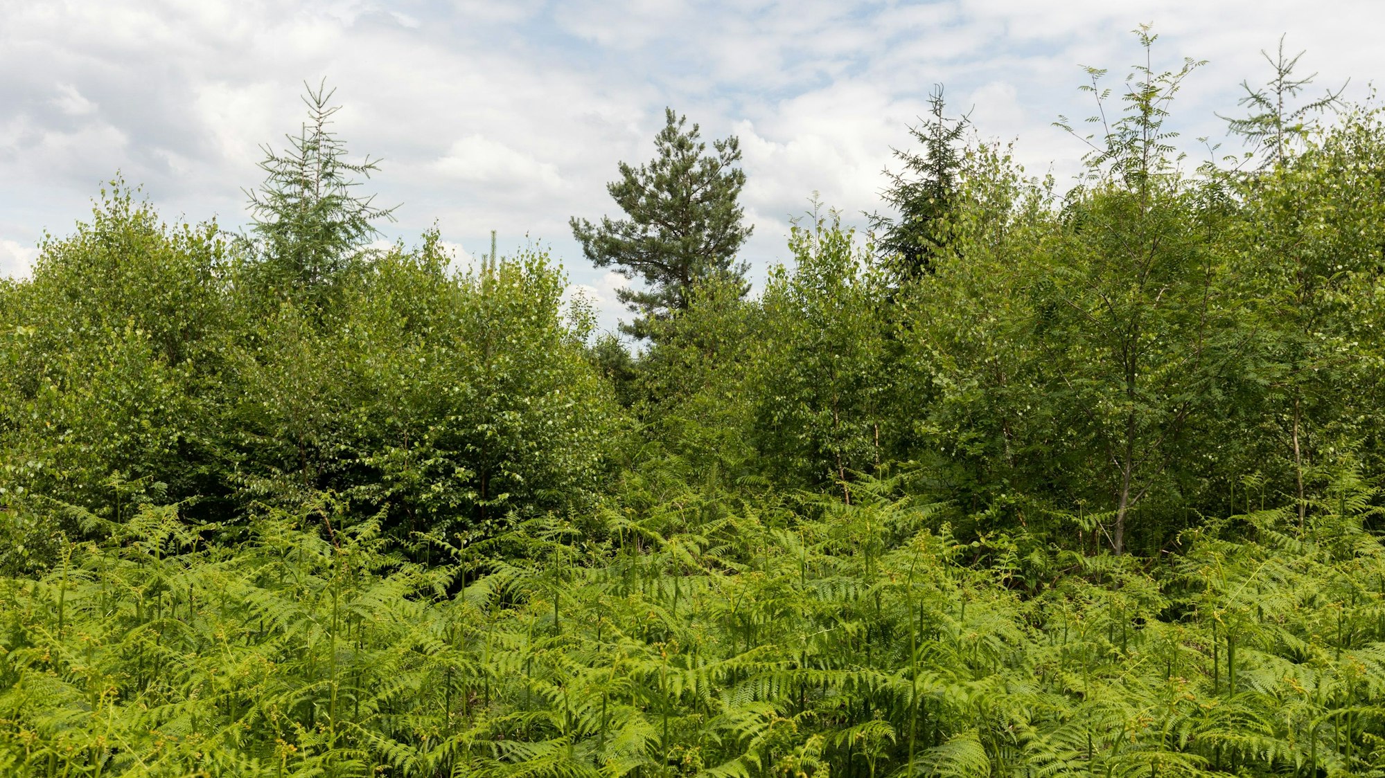Mischwald – viele verschiedene Bäume wachsen im Nutscheid. (Symbolbild)