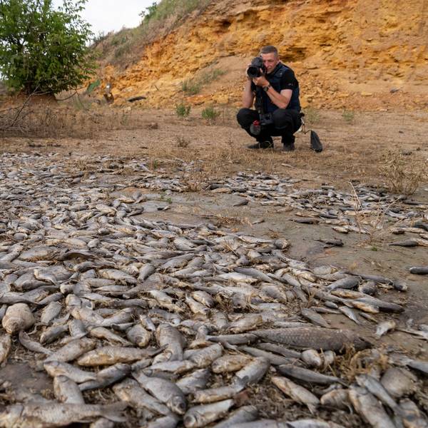 18. Juni 2023, Ukraine, Cherson: Ein Mann fotografiert tote Fische nach der Zerstörung des Kachowka-Staudamms im Kriegsgebiet im Süden der Ukraine.