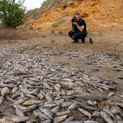 18. Juni 2023, Ukraine, Cherson: Ein Mann fotografiert tote Fische nach der Zerstörung des Kachowka-Staudamms im Kriegsgebiet im Süden der Ukraine.
