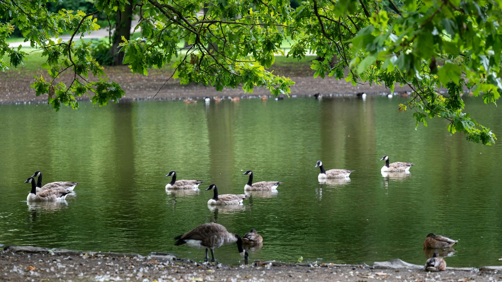 Gänse schwimmen auf einem Weiher